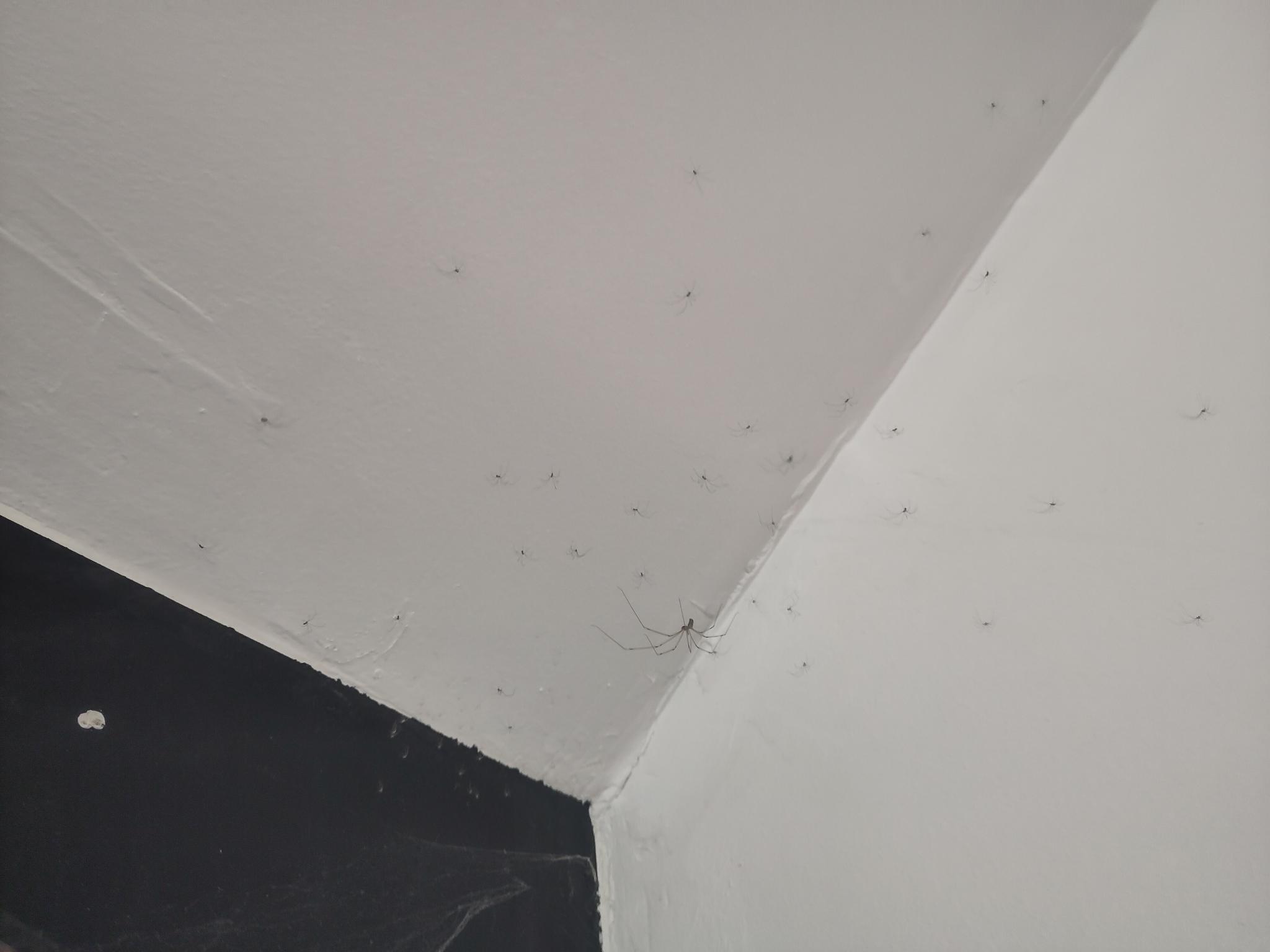 A mother and its offspring. 50 spiders